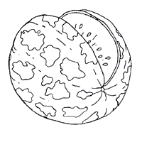 Watermelon coloring pages