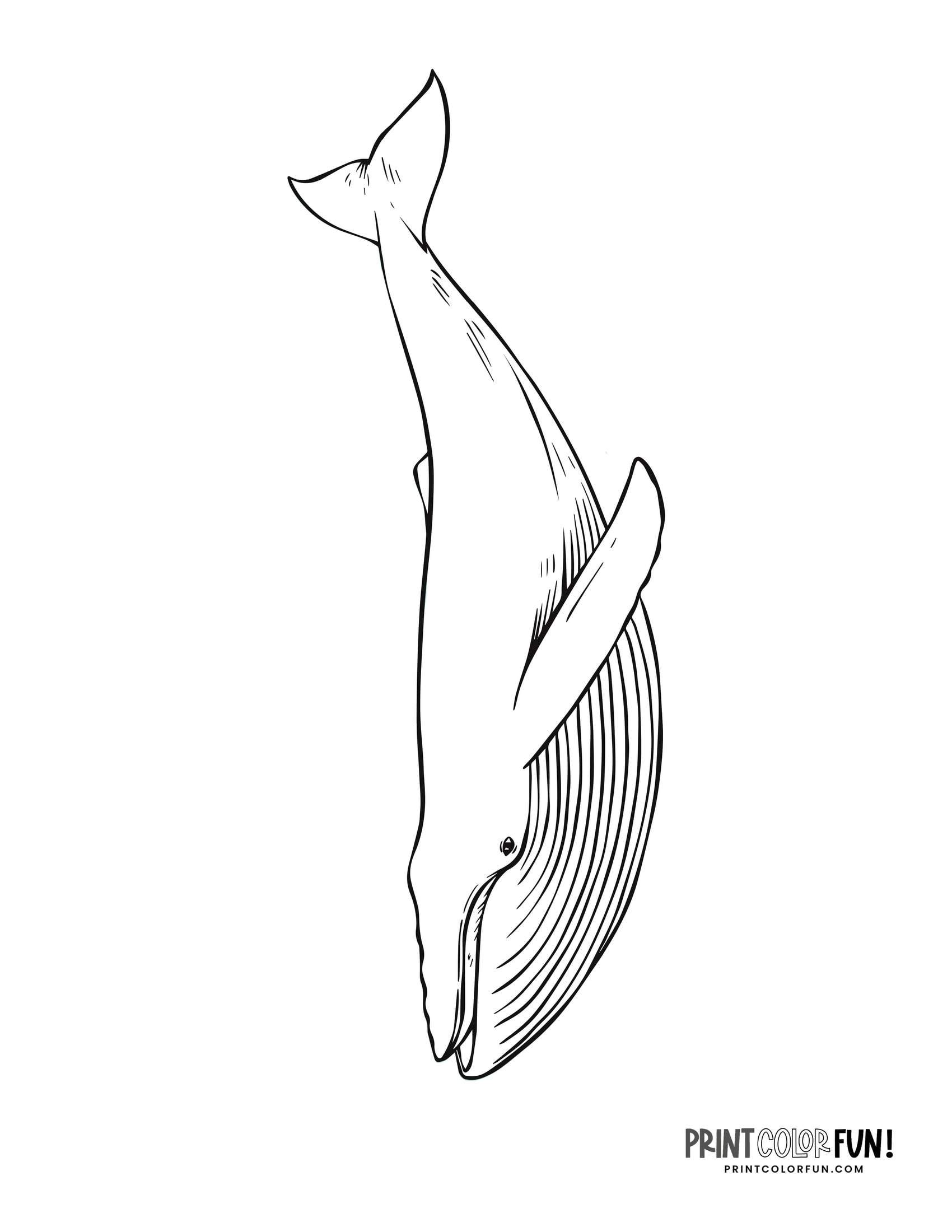 Whale drawings clipart add a splash of creativity fun to learning adventures at