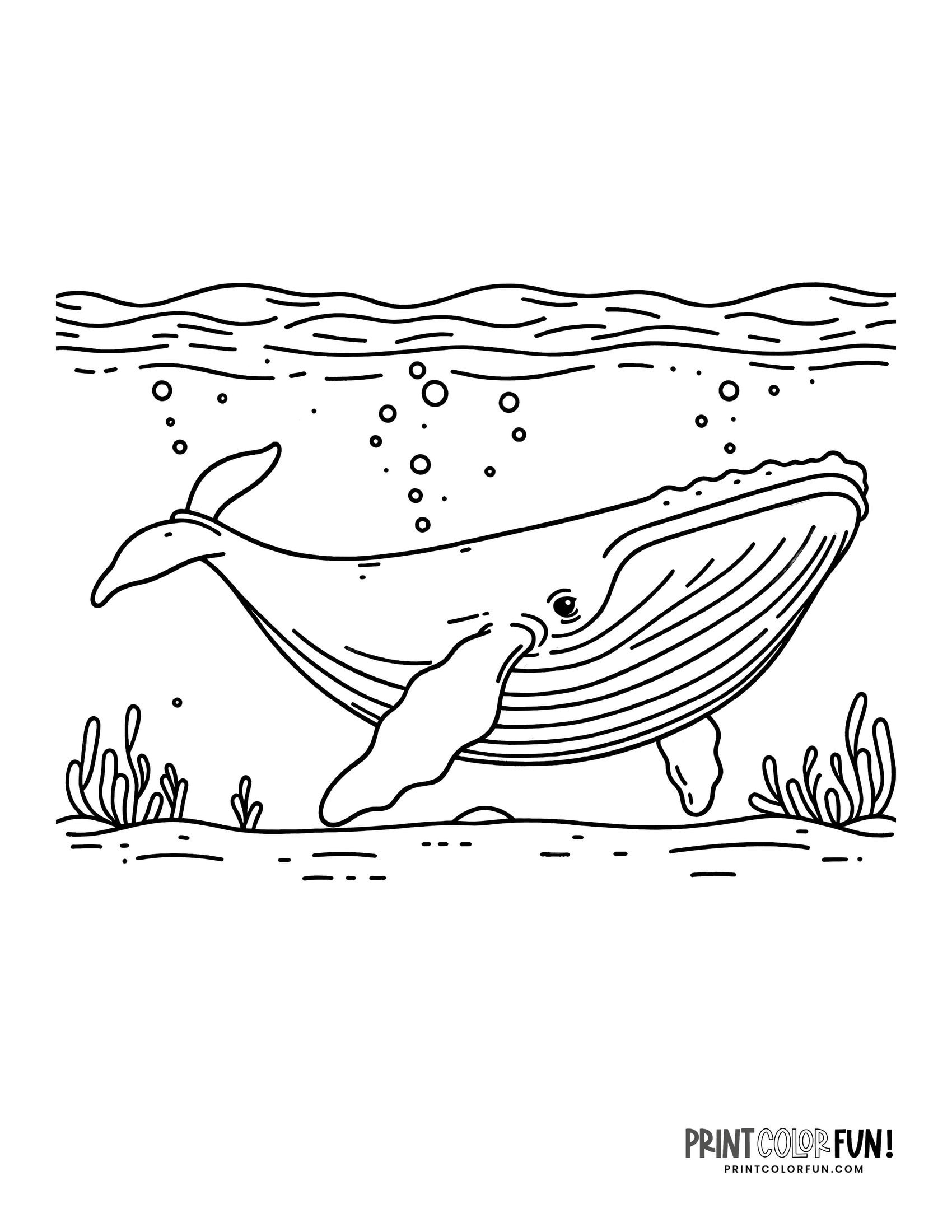 Whale drawings clipart add a splash of creativity fun to learning adventures at