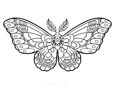 Free butterfly coloring pages for kids adults