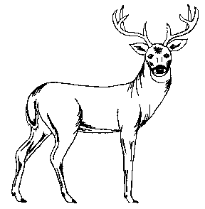 Wildlife patterns wood burning painting crafts