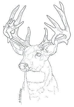 Sue walters pyrography wood burning stencils pyrography patterns wood burning patterns