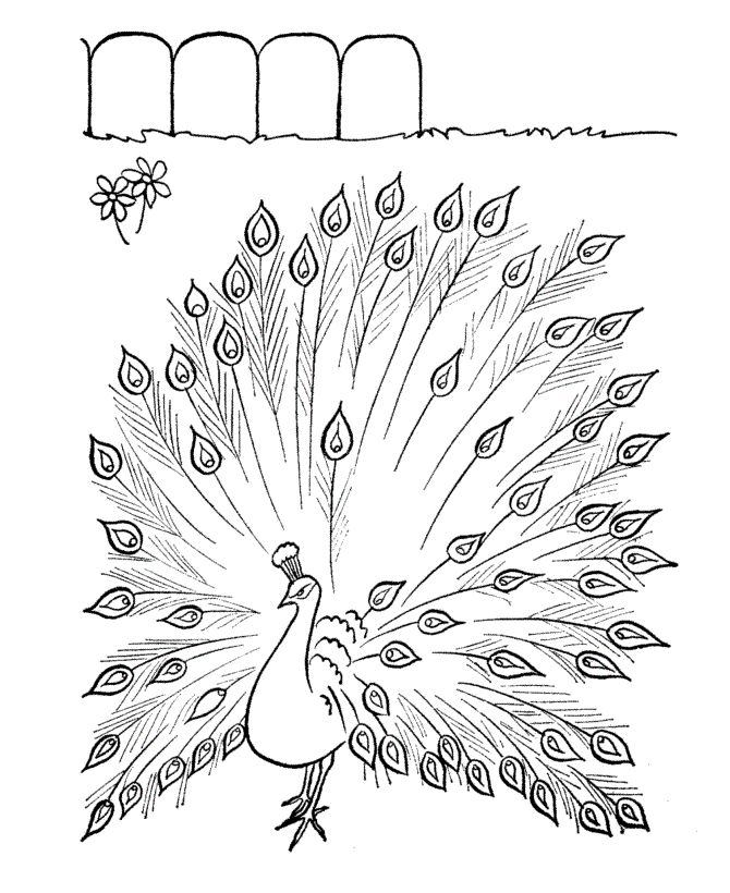 Free printable peacock coloring pages for kids wood burning patterns stencil peacock coloring pages wood burning patterns