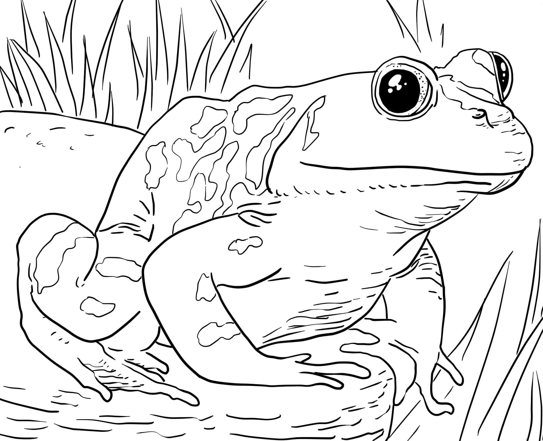 Zoo animals coloring pages