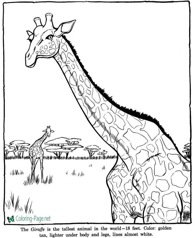 Zoo coloring pages