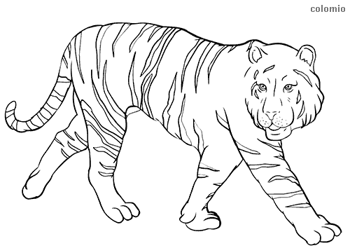 Zoo animals coloring pages free printable zoo coloring sheets