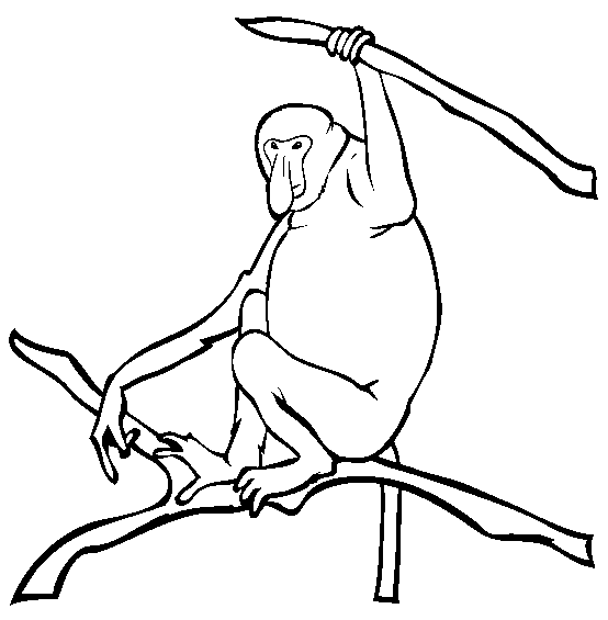 Proboscis monkey coloring page