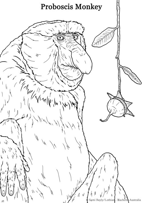 Colouring in pages â sami bayly