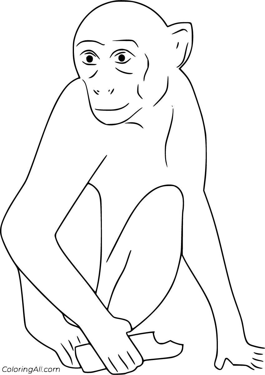 Free printable realistic monkey coloring pages easy to print from any device and automatically fit any paper sizâ monkey coloring pages coloring pages color