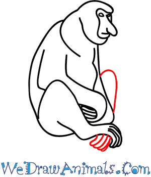 How to draw a proboscis monkey