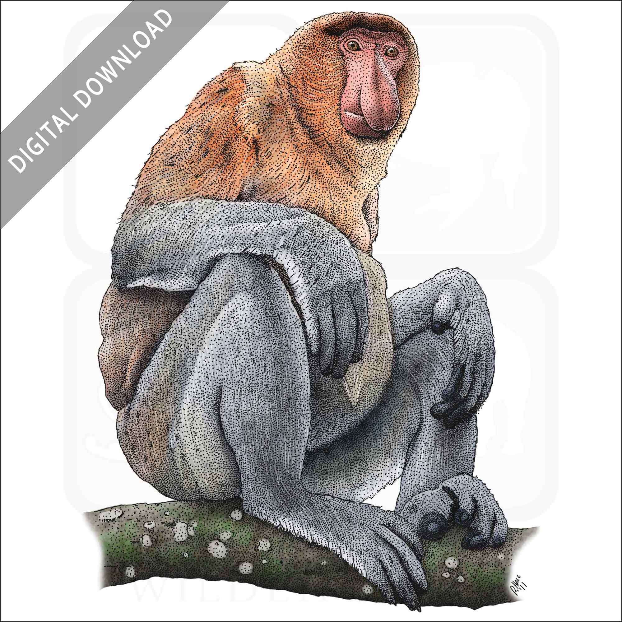 Stock art drawing of a proboscis monkey