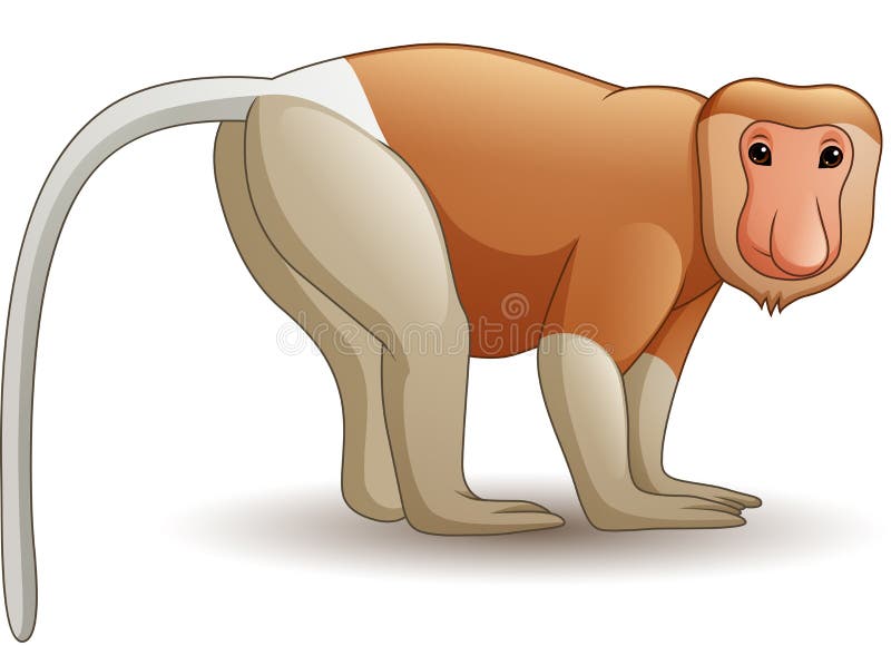 Proboscis monkey stock illustrations â proboscis monkey stock illustrations vectors clipart