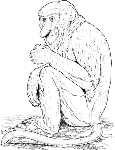 Proboscis monkey coloring page free printable coloring pages