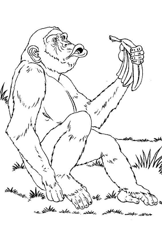 Chimpanzee eating bananas coloring pages