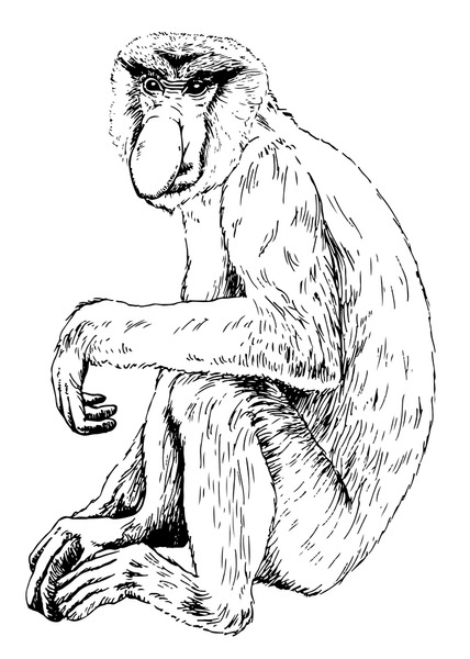 Big nose monkey royalty