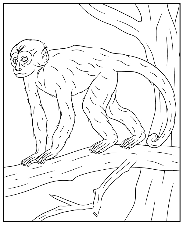 Macaque coloring page monkey
