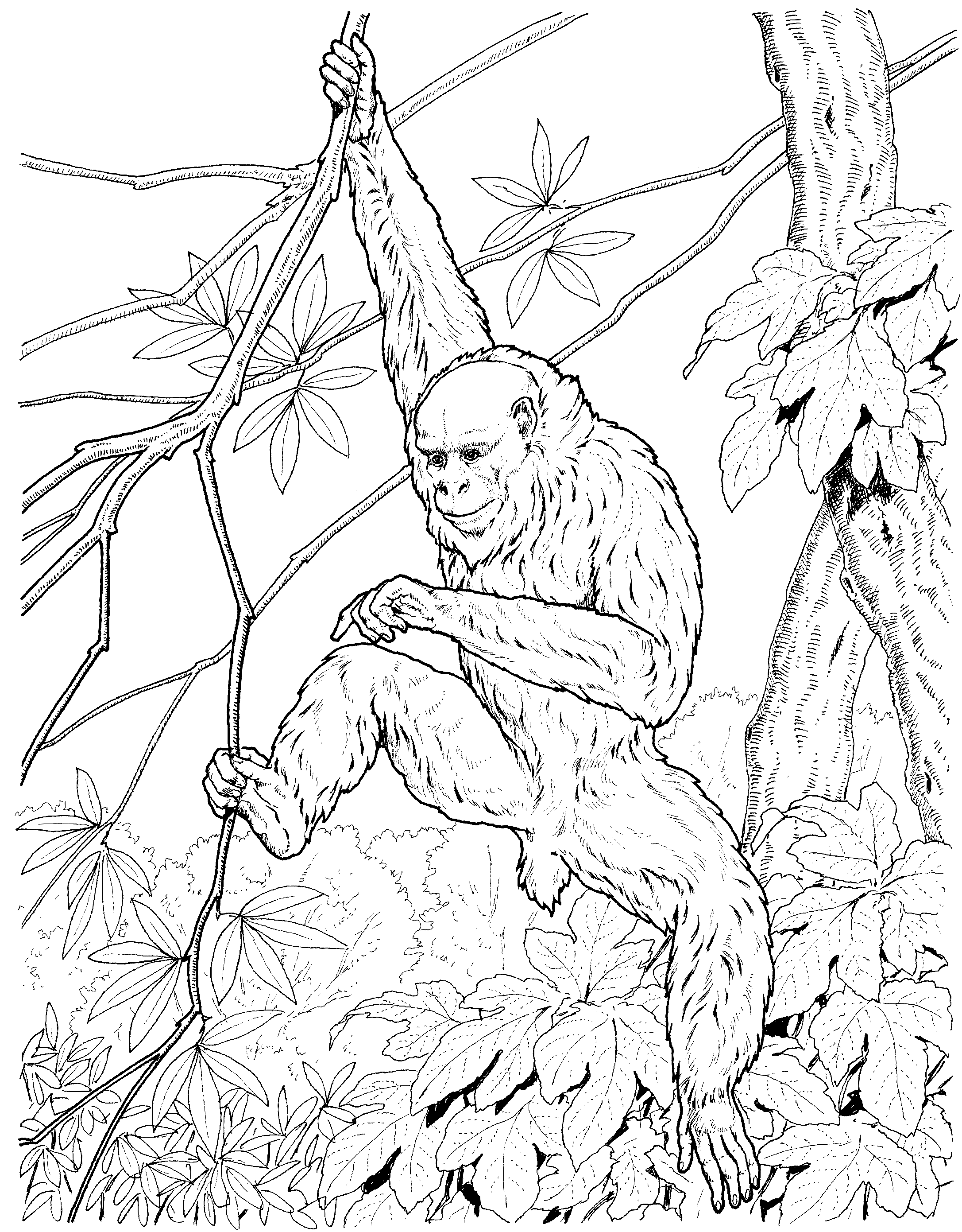 Free monkey coloring pages