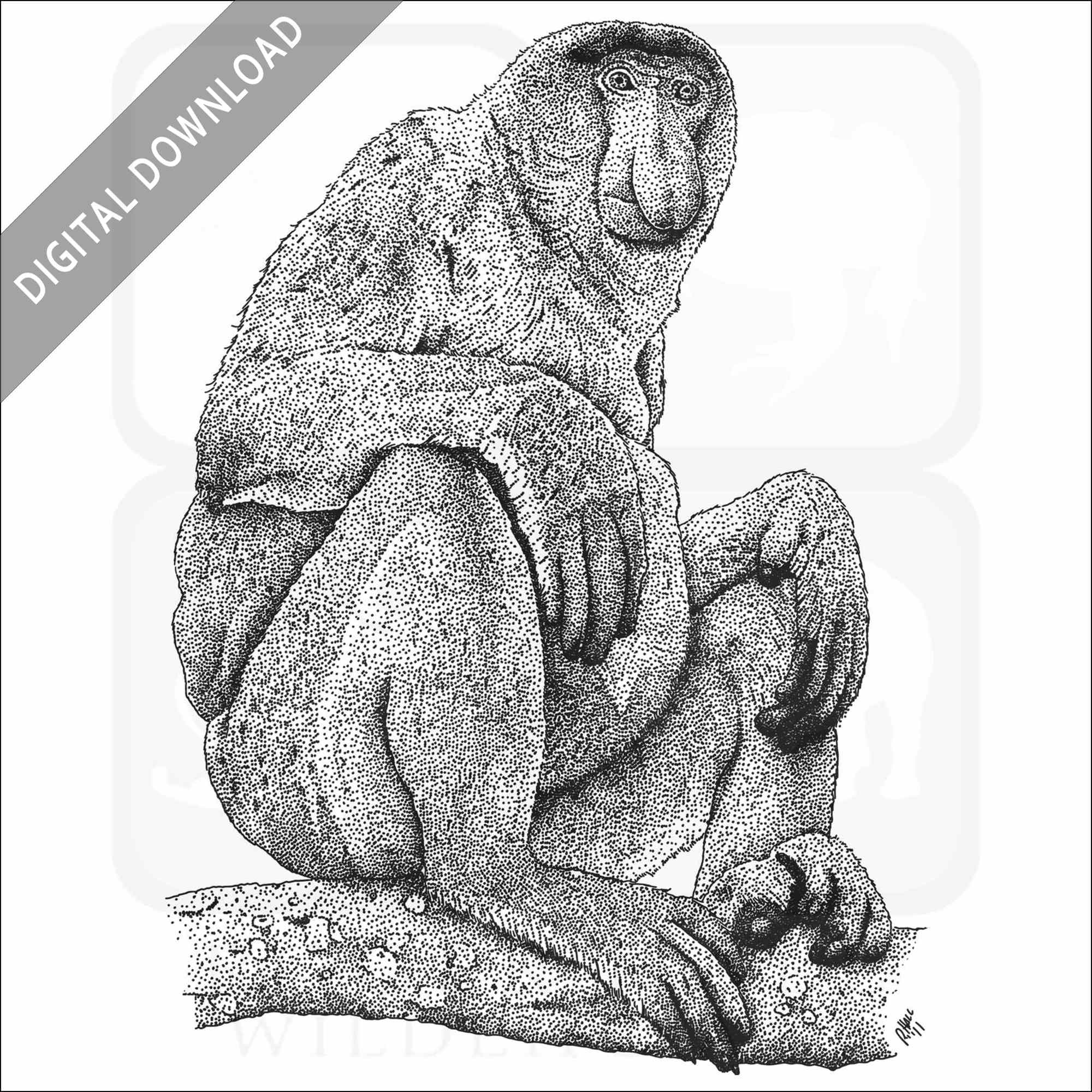 Stock art drawing of a proboscis monkey