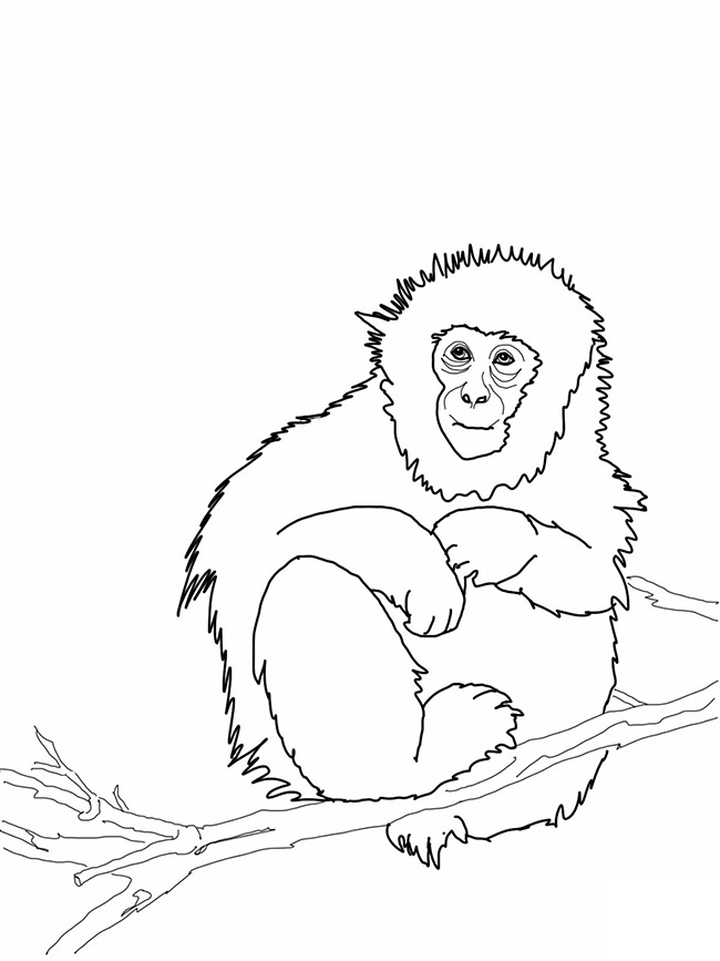 Monkey