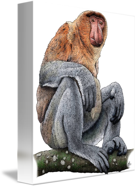 Proboscis monkey by roger hall
