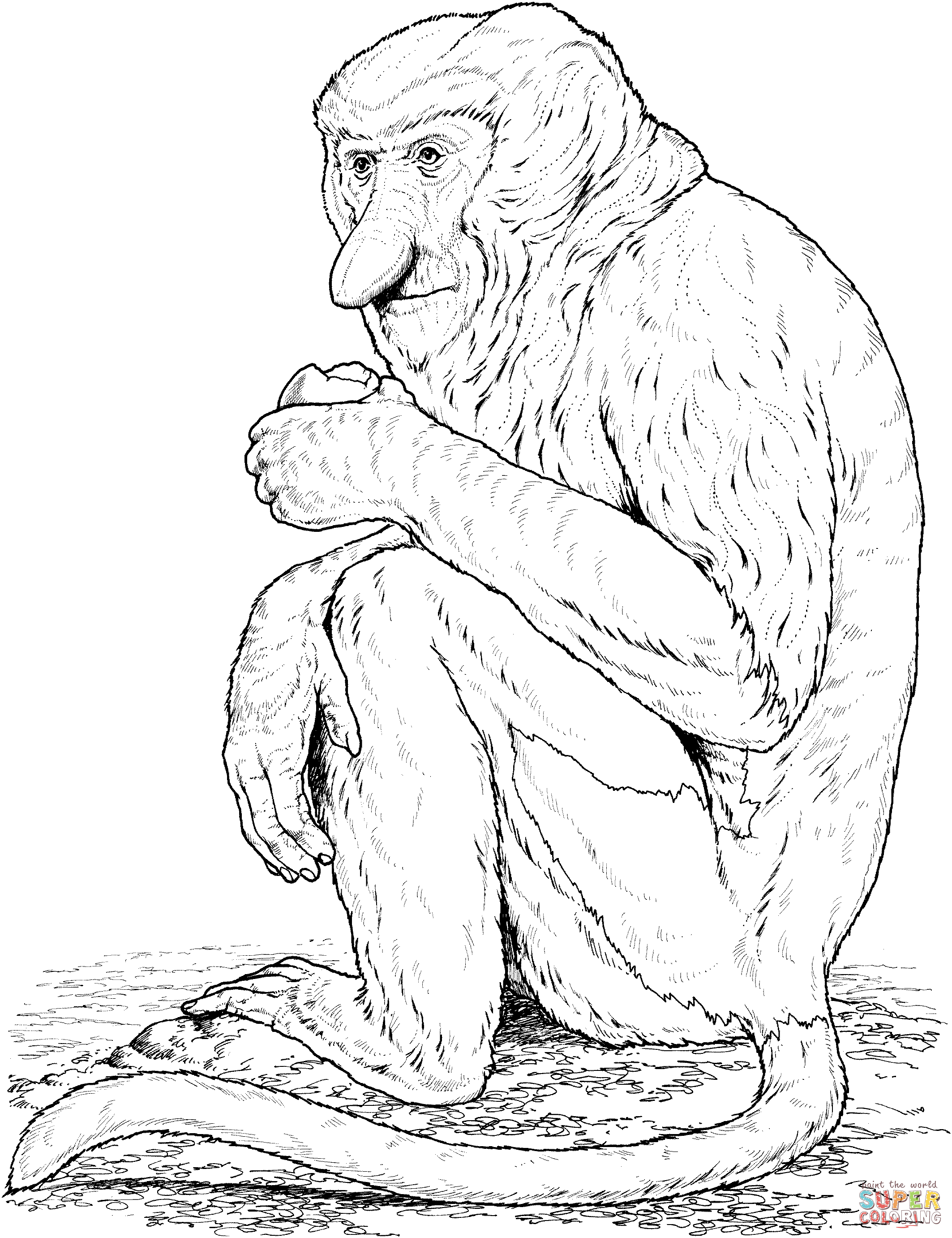 Proboscis monkey coloring page free printable coloring pages