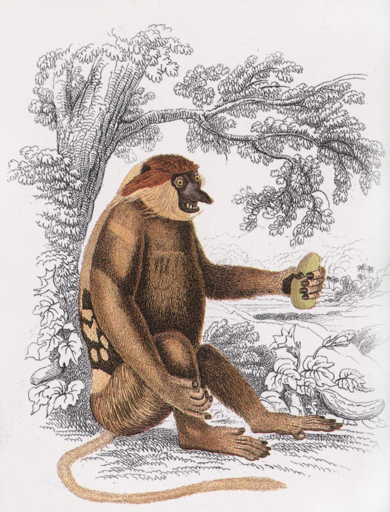 Seated proboscis monkey print