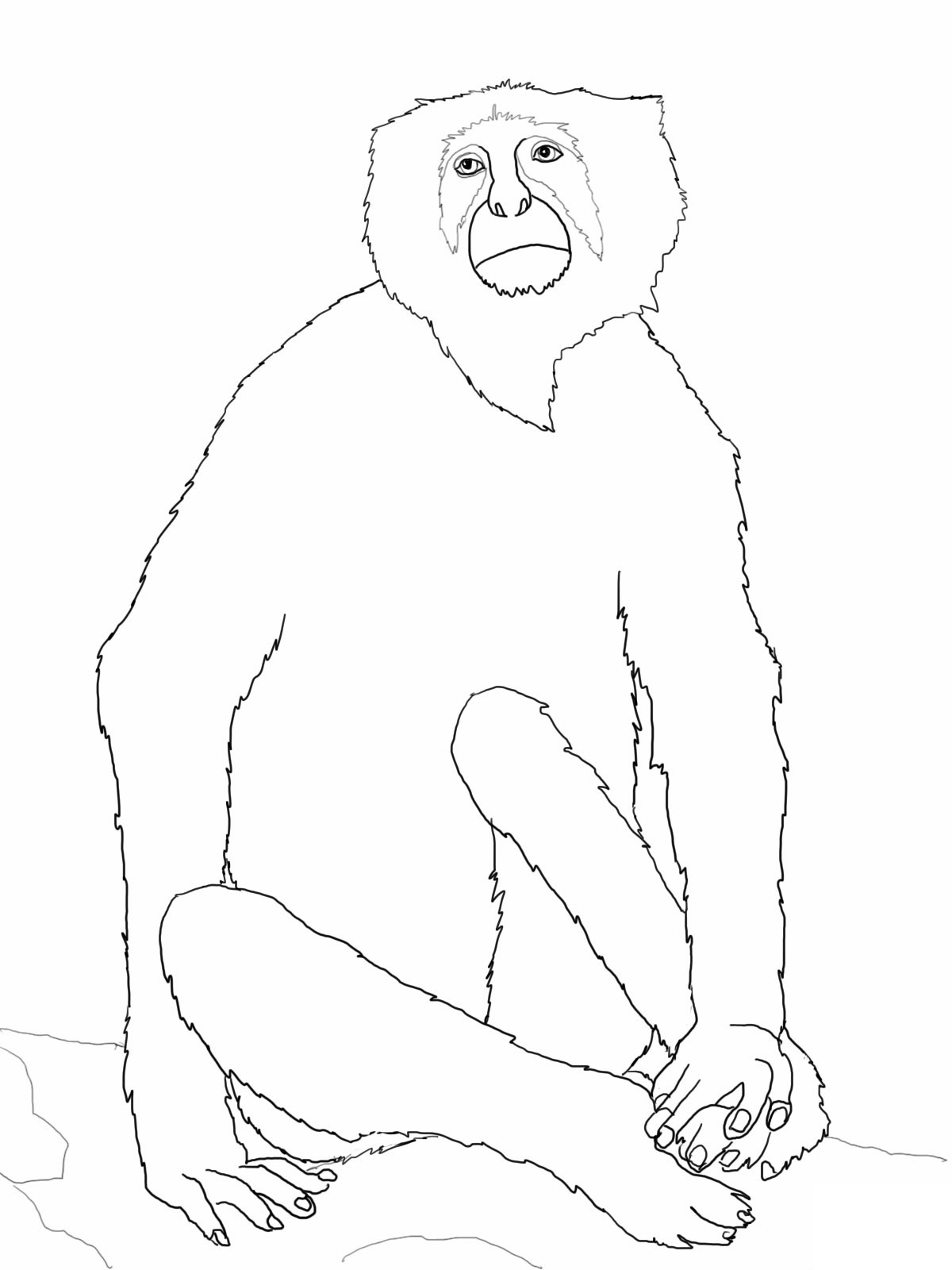 Free printable monkey coloring pages for kids