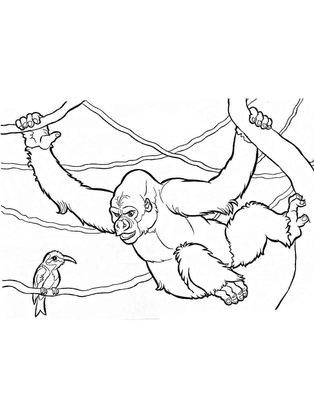 Gorilla and bird coloring page