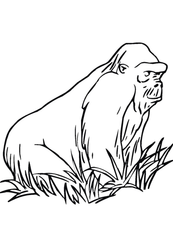Coloring pages gorilla in jungle printable coloring pages