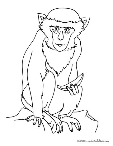 Monkey coloring pages
