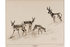 Wildlife drawing print âpronghorn harem antelope â max greiner jr designs llc