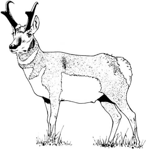 Pronghorn coloring page free printable coloring pages