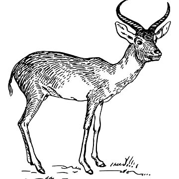 Antelope line drawing spiral notebook for sale by goldenmenagerie