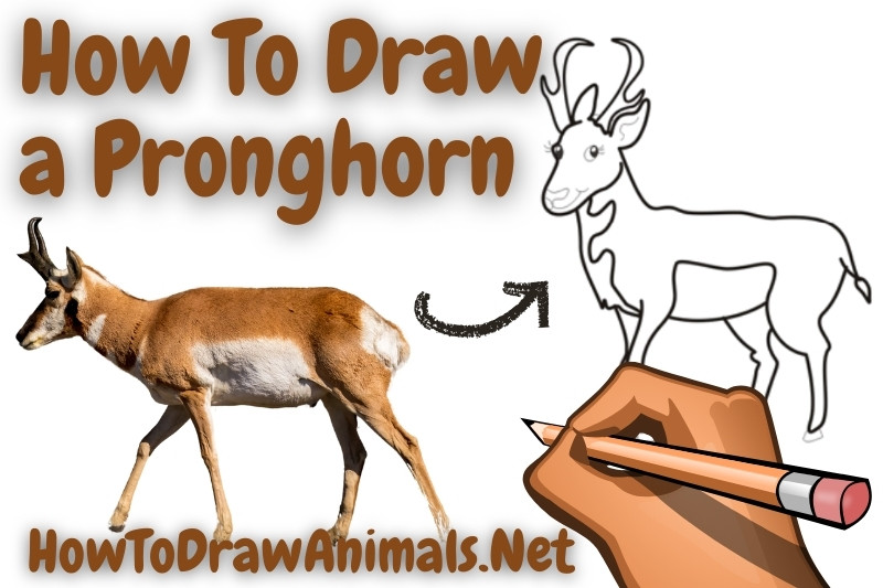 How to draw a pronghorn antelope
