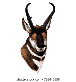 Pronghorn antelope vector art graphics