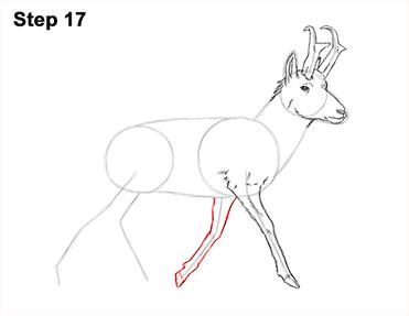 How to draw a pronghorn