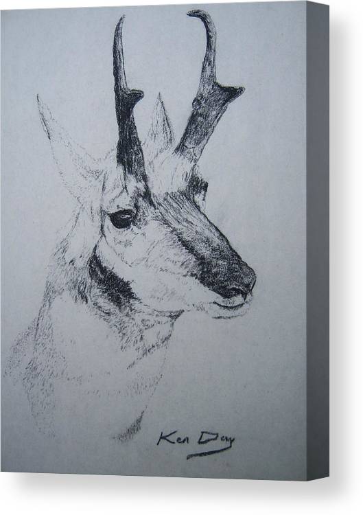 Pronghorn antelope canvas print canvas art by ken day