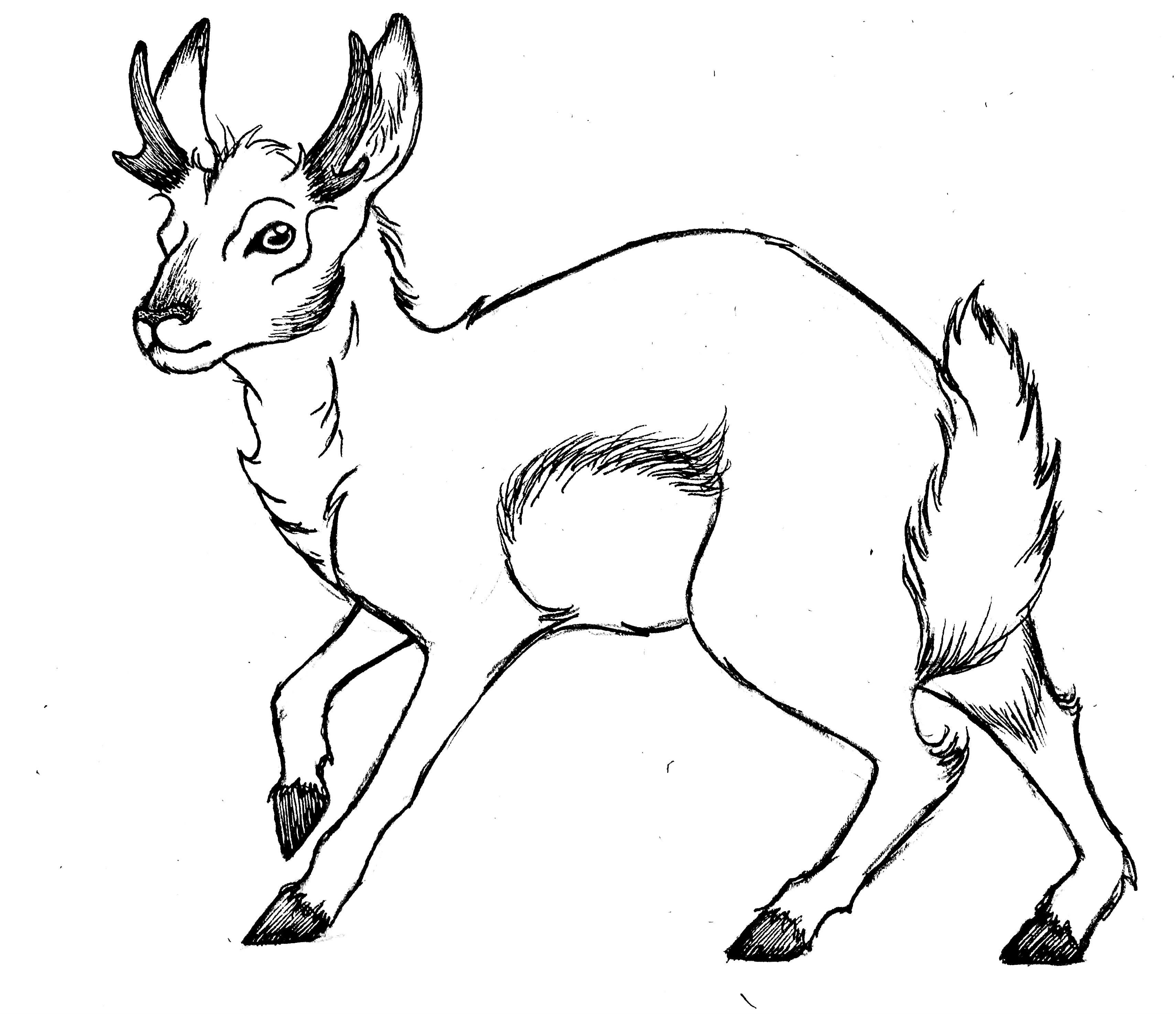Jackalope as a pygmy pronghorn rspeculativeevolution