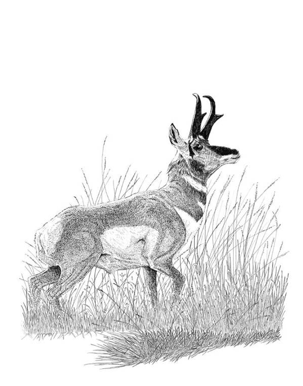 Pronghorn art print by carl genovese
