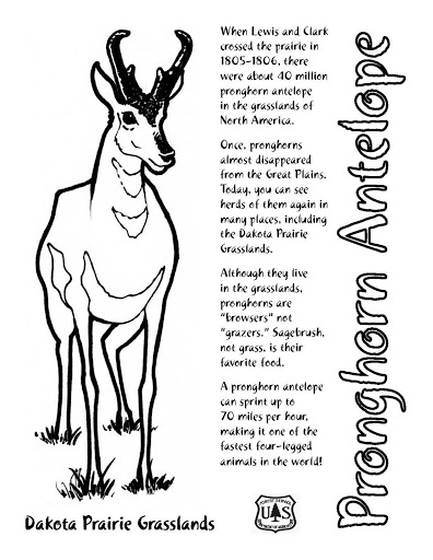 Coloring page antelope animals â printable coloring pages