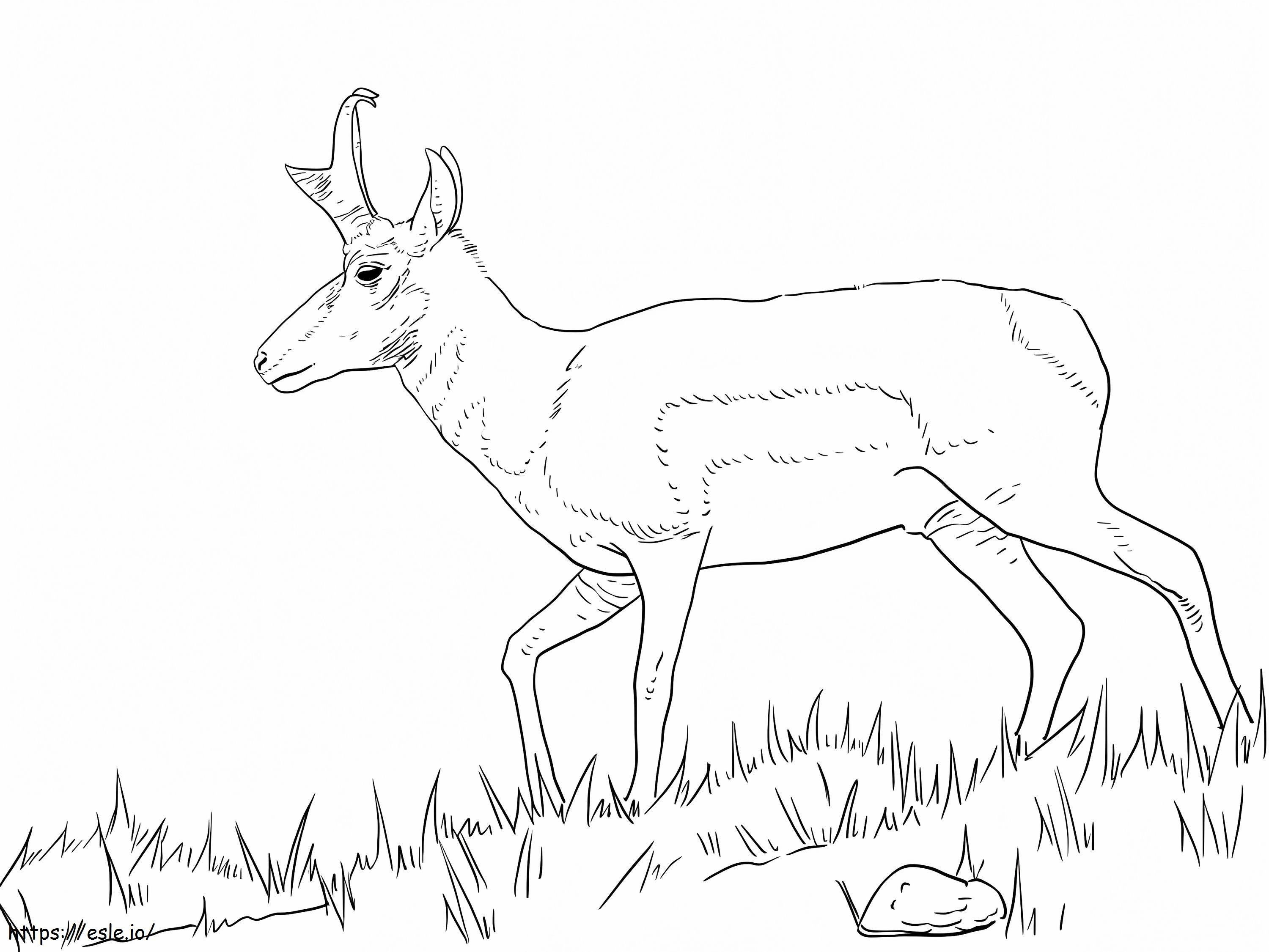 Male pronghorn coloring page