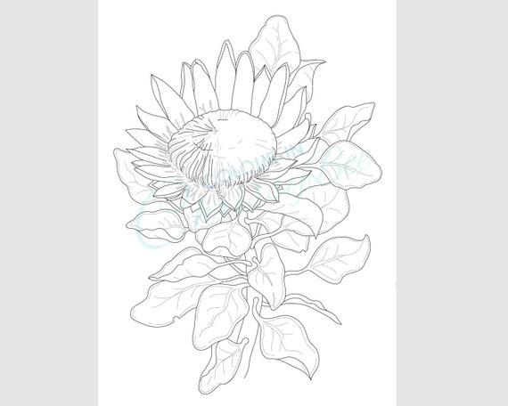 Protea colouring page king protea wildflower printable adult coloring page