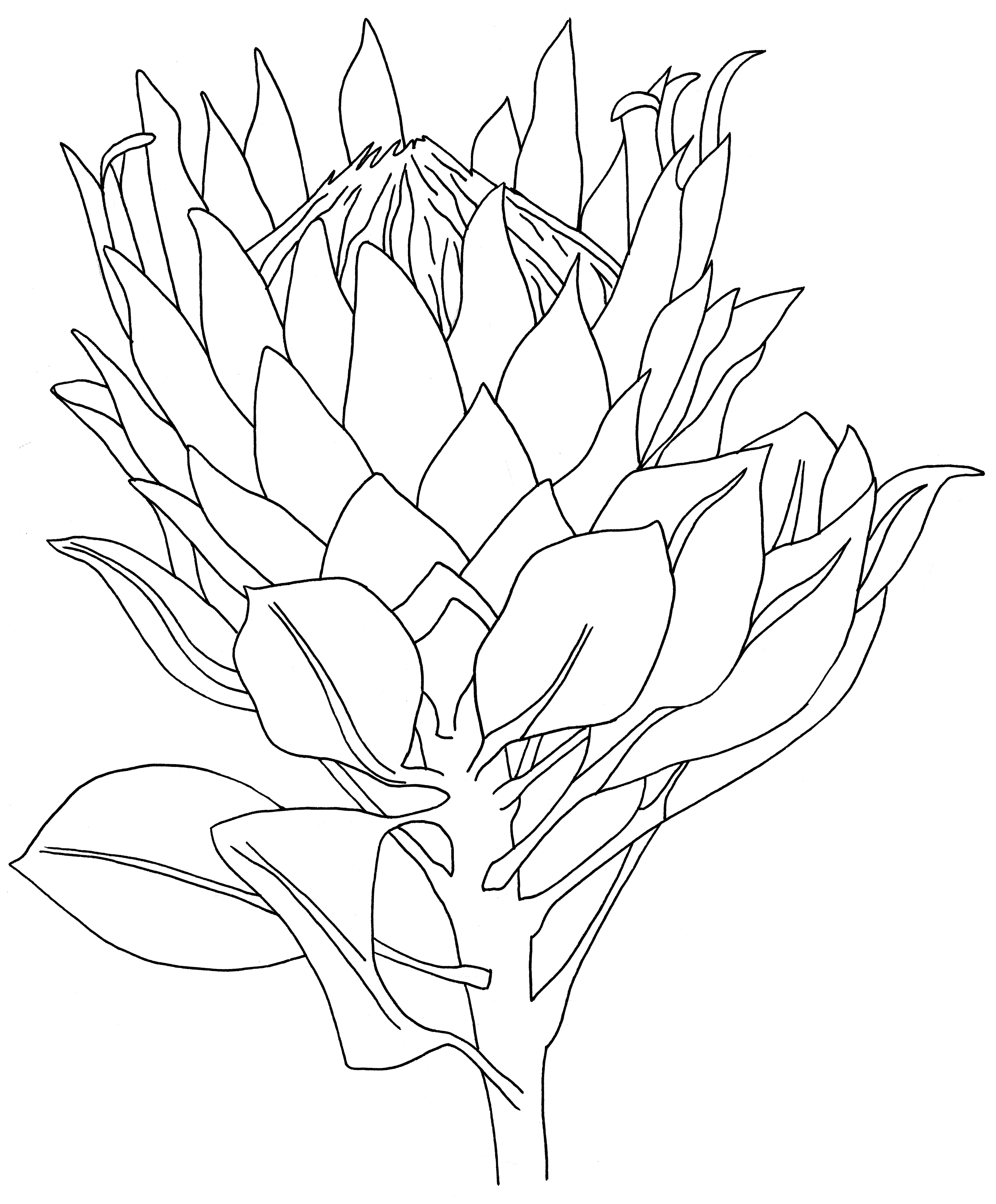 Protea line art print