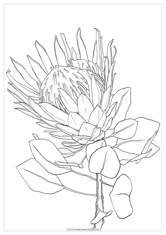 Coloring pages
