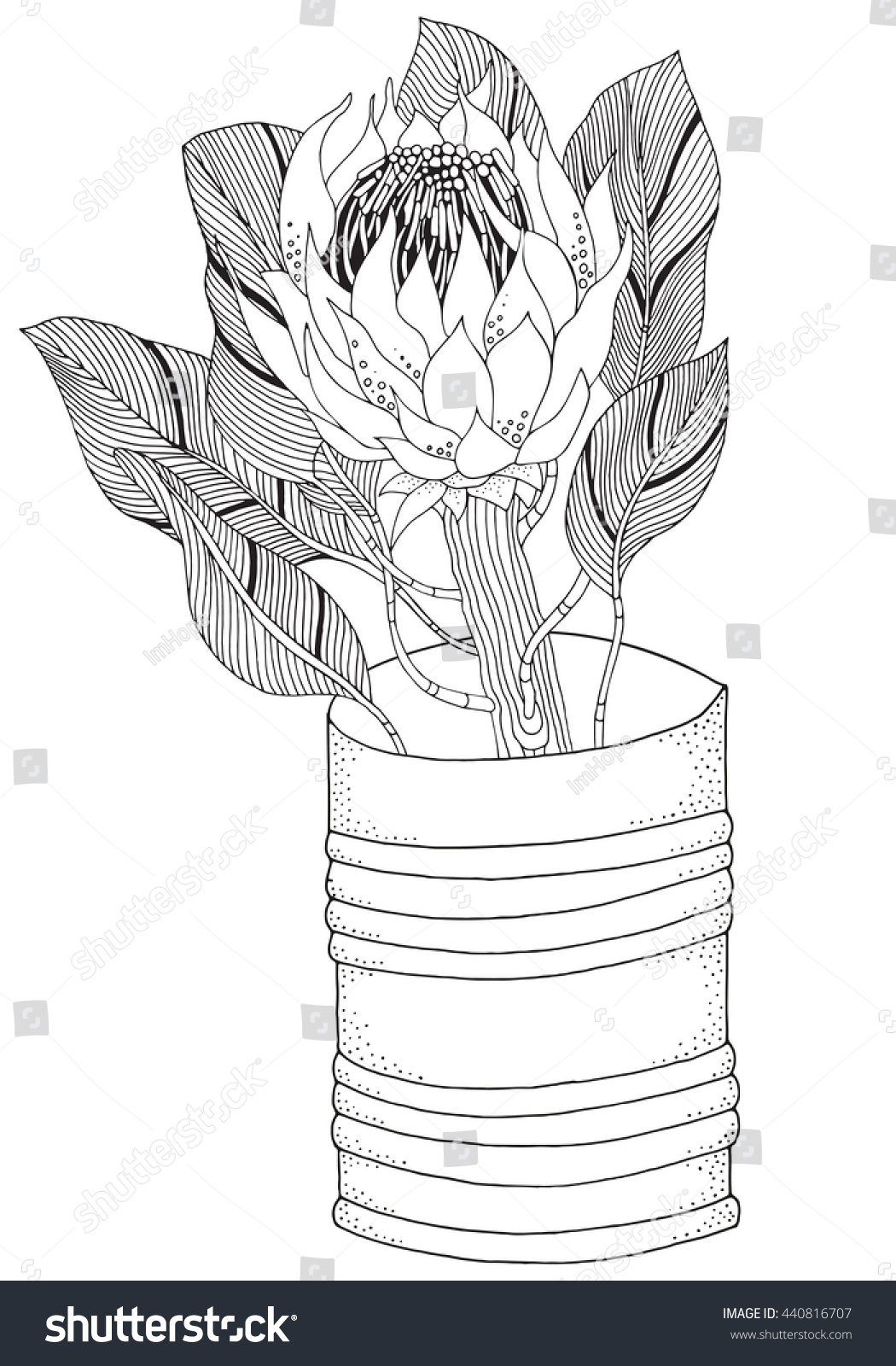 Coloring book page adult children protea stock vector royalty free