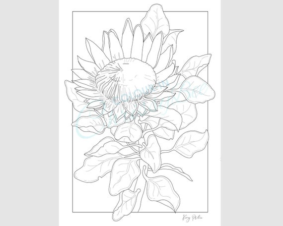 Protea colouring page king protea wildflower printable adult coloring page