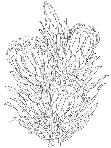 Protea coloring pages free coloring pages