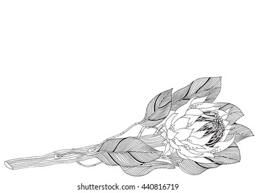 Coloring book page adult children protea stock vector royalty free