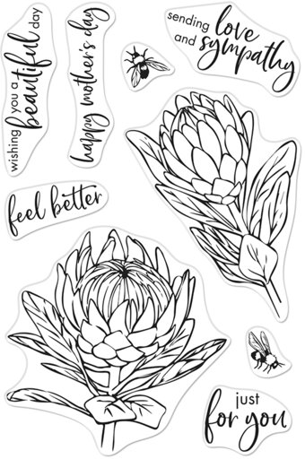 Hero arts protea flowers