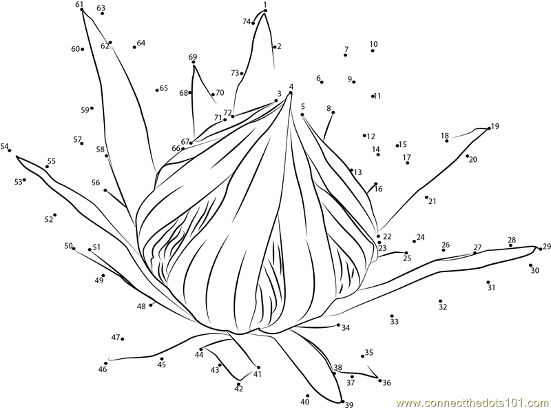 Protea flower dot to dot printable worksheet